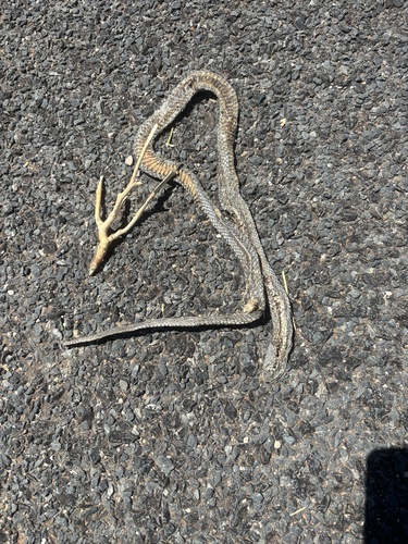 Eastern Brown Snake sighting