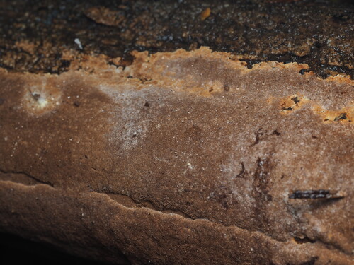 Fuscoporia ferrea, 2025-10-19