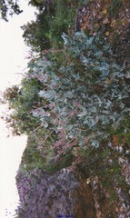 Cistus atriplicifolius