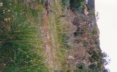 Celtica gigantea