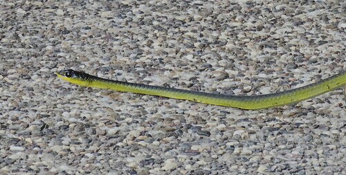 Common Tree Snake sighting