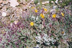 Cistus atriplicifolius