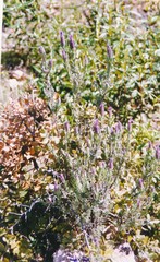 Lavandula stoechas luisieri