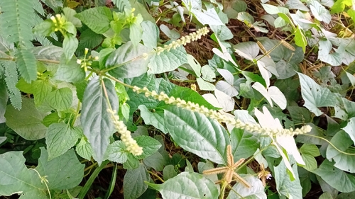green amaranth