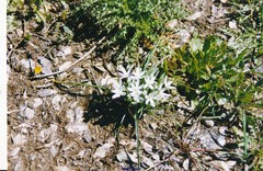 Ornithogalum baeticum