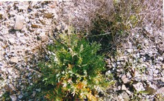 Sanguisorba agrimonioides
