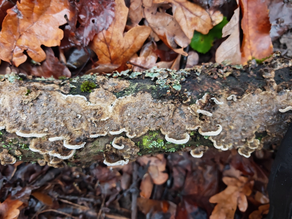 Porostereum spadiceum · November 2025 · photo: © p_andrey (iNaturalist, cc-by-nc)