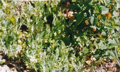 Cistus populifolius