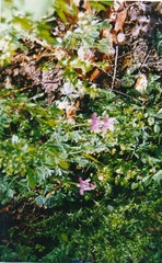 Lupinus hispanicus