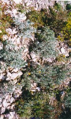Cistus atriplicifolius