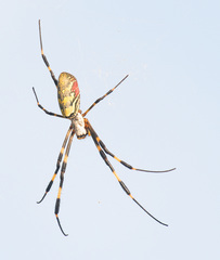 Trichonephila clavata