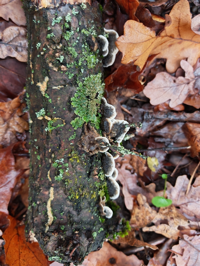 Porostereum spadiceum