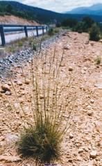 Festuca elegans