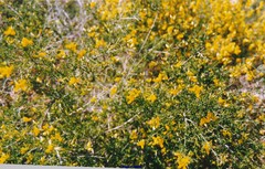 Adenocarpus telonensis