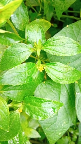 Eleutheranthera ruderalis
