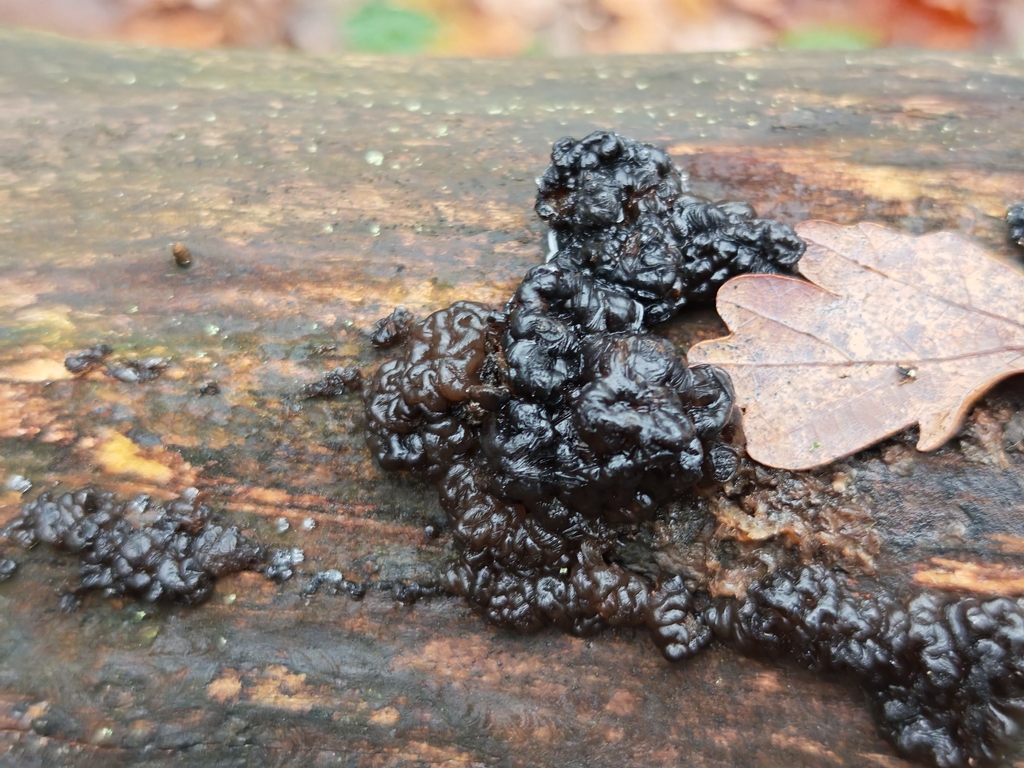 Exidia nigricans · November 2025 · photo: © p_andrey (iNaturalist, cc-by-nc)
