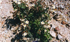 Cistus populifolius