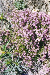 Erica umbellata
