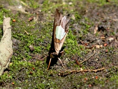 Polyura
