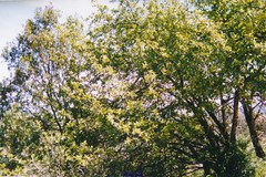 Torminalis glaberrima