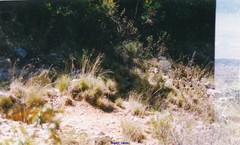 Festuca elegans