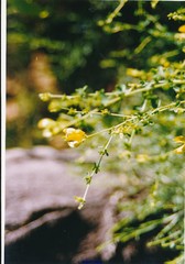Adenocarpus telonensis