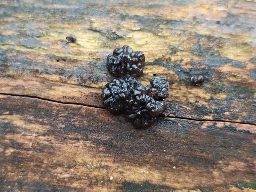 Exidia nigricans · November 2025 · photo: © p_andrey (iNaturalist, cc-by-nc)