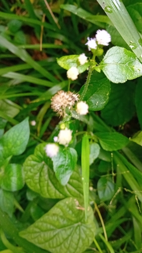 billygoat weed