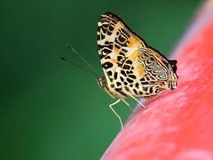 Symbrenthia hypselis