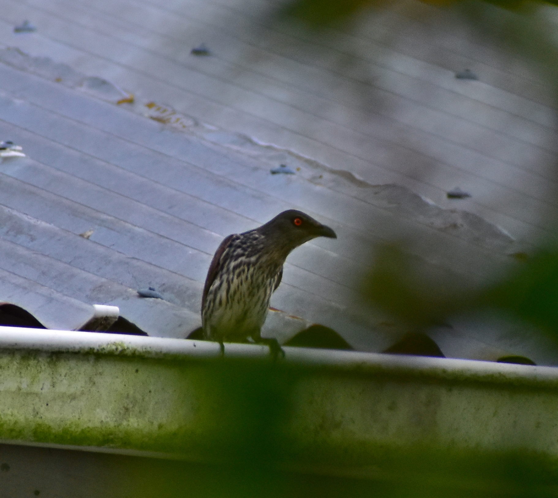 Singing Starling (Aplonis cantoroides), photo 9
