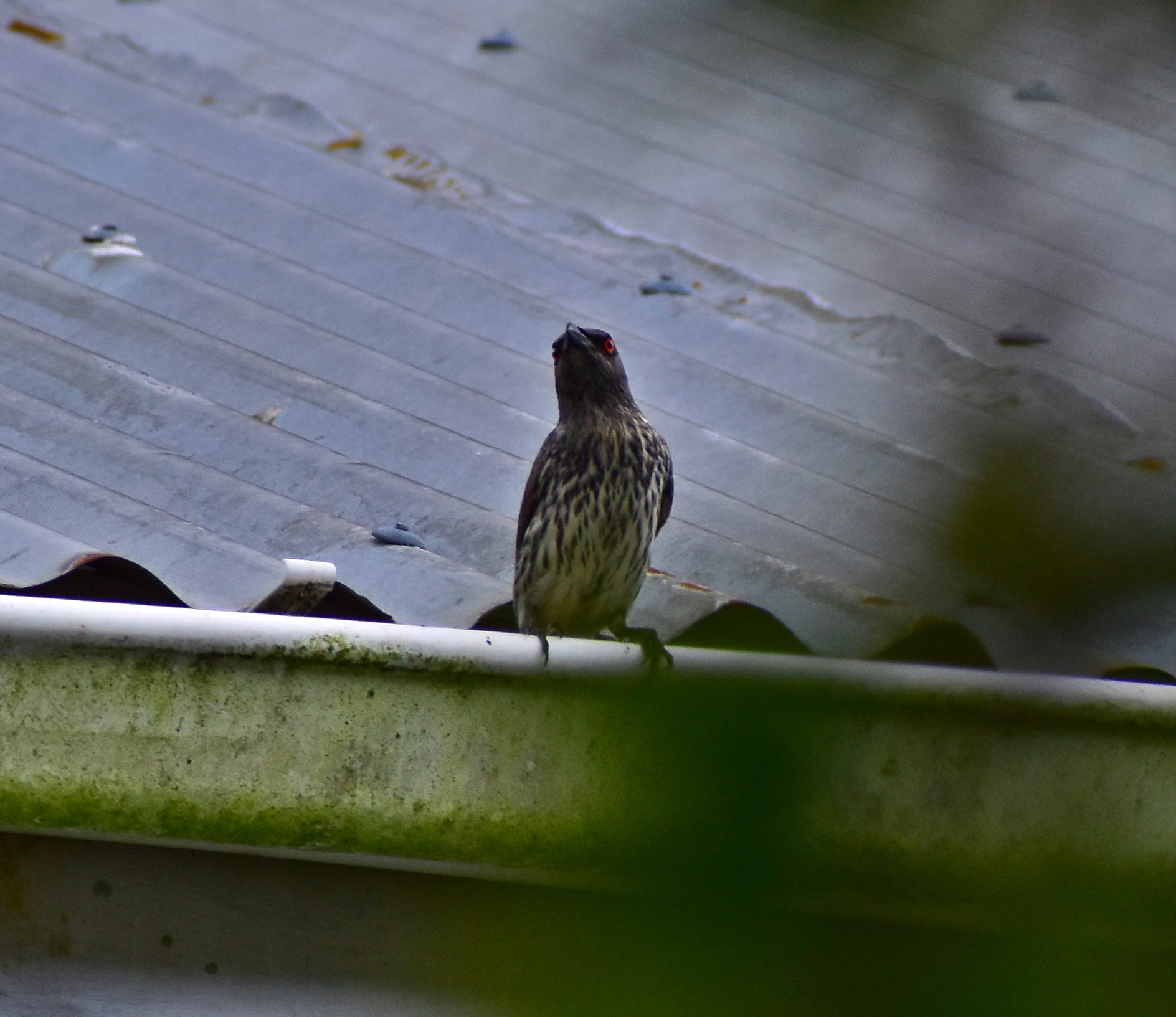 Singing Starling (Aplonis cantoroides), photo 10