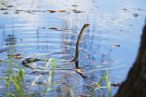 Common Tree Snake sighting