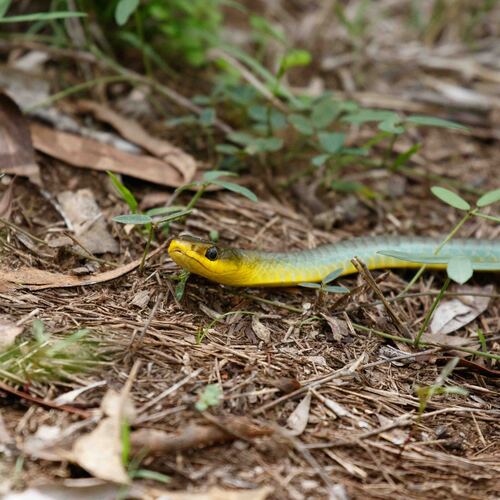 Common Tree Snake sighting