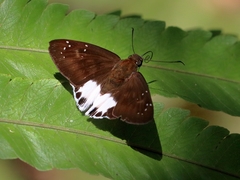Tagiades ultra