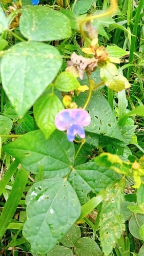 Cowpea