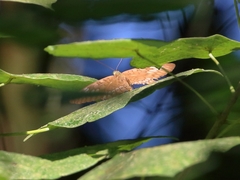 Tanaecia pelea