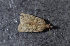 Planotortrix notophaea