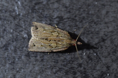 Planotortrix notophaea
