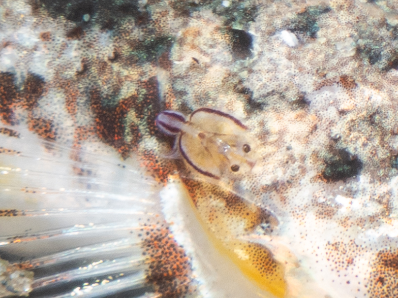 Blackstriped Fishlouse