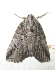 Prionofrontia strigata