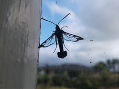 Synanthedon tipuliformis