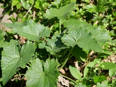 Lunaria annua