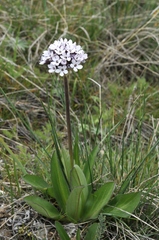 Valeriana chionophila