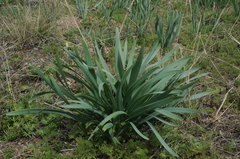 Ungernia sewerzowii