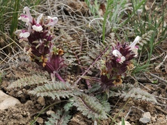 Pedicularis karatavica