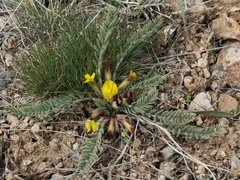 Astragalus atrovinosus