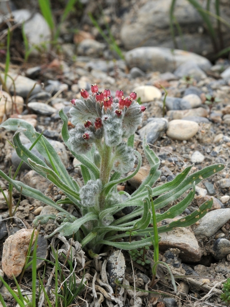 Rindera tianschanica