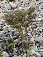 Ferula penninervis