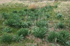 Ungernia sewerzowii