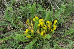 Astragalus macronyx